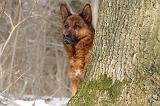 BERGER ALLEMAND 514